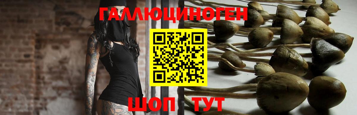 Псилоцибиновые грибы прущие грибы Камень-на-Оби